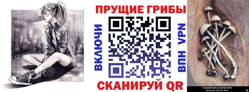 Купить закладки  Звенигово  Галлюциногенные грибы мицелий 